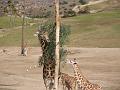 Giraffe Family-9